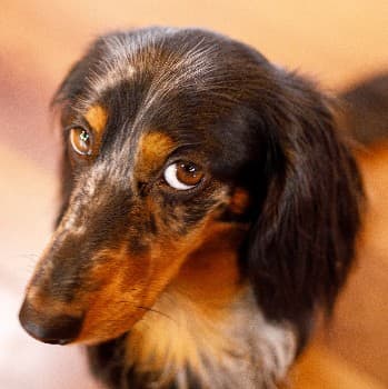 Pet sitter with dog