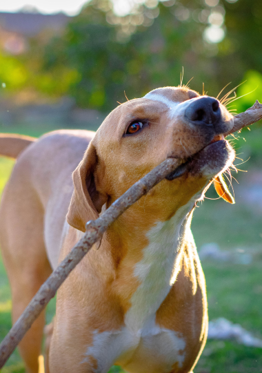 Winnie Paws Dog Walking